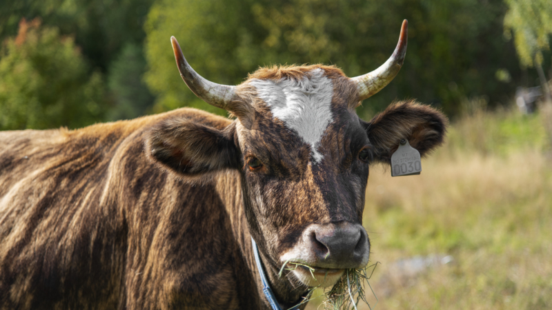 ku foto Tone Iren Eggen Tømte