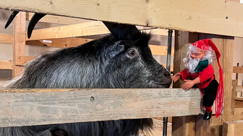 Fjøsbesøk på Maihaugen