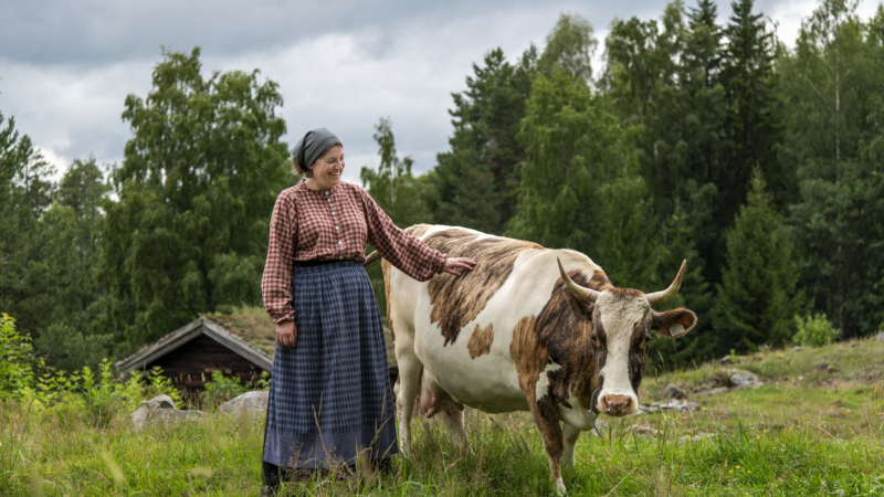 Budeie og ku. Tone Iren Eggen Tømte/Maihaugen