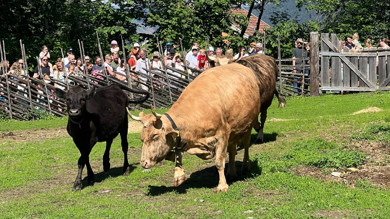 Kuslipp