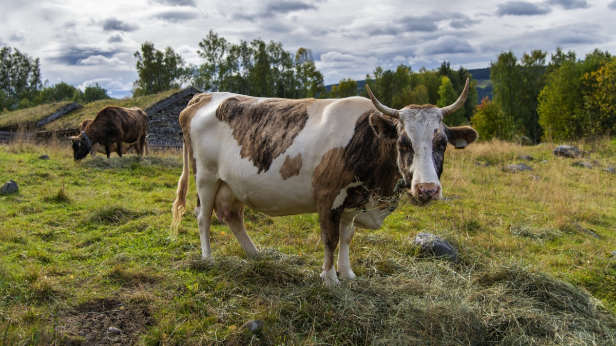 Brun og hvit ku med horn i setergrenda på Maihaugen.