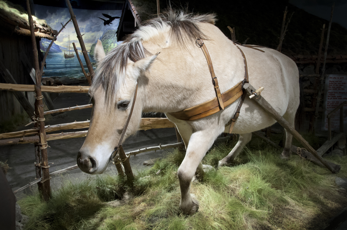 Hesten var et viktig redskap for &aring; bygge landet. Foto: Camilla Damg&aring;rd/Maihaugen.&nbsp;

