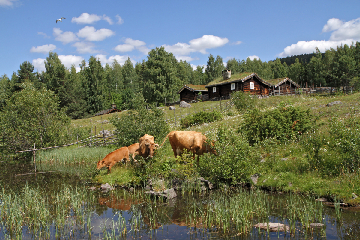 Kuer som gresser på setervollen inne på friluftsmuseet på Maihaugen på Lillehammer. 