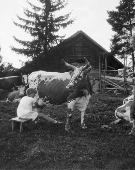 Historisk bilde av jente som melker en ku.