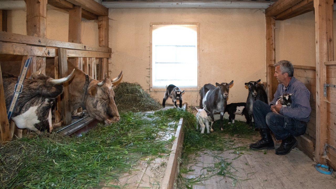 Fjøsbesøk_Bonde_Geiter_Ku_Maihaugen_Foto: Maihaugen