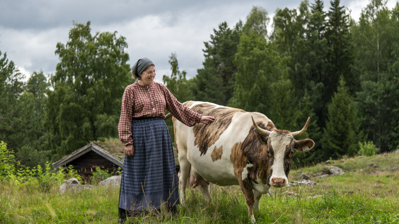 Budeie og ku. Tone Iren Eggen Tømte/Maihaugen