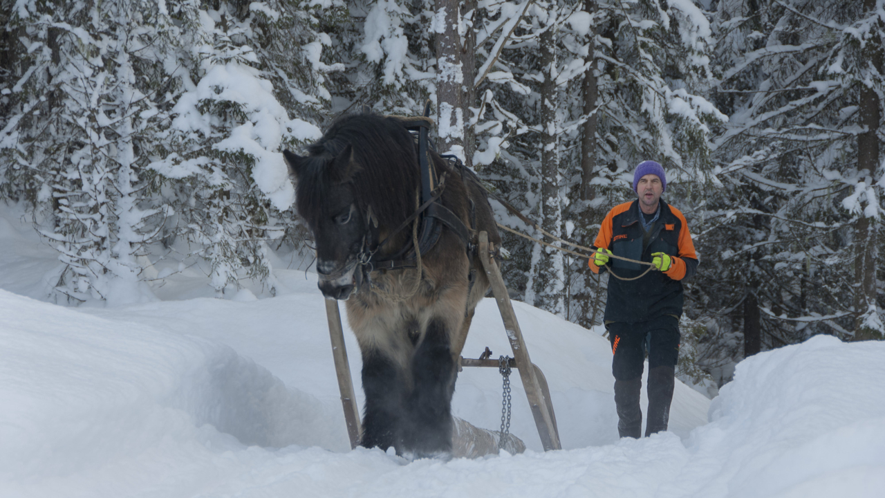 Skogsarbeid med hest_teaser_audbjørn rønning