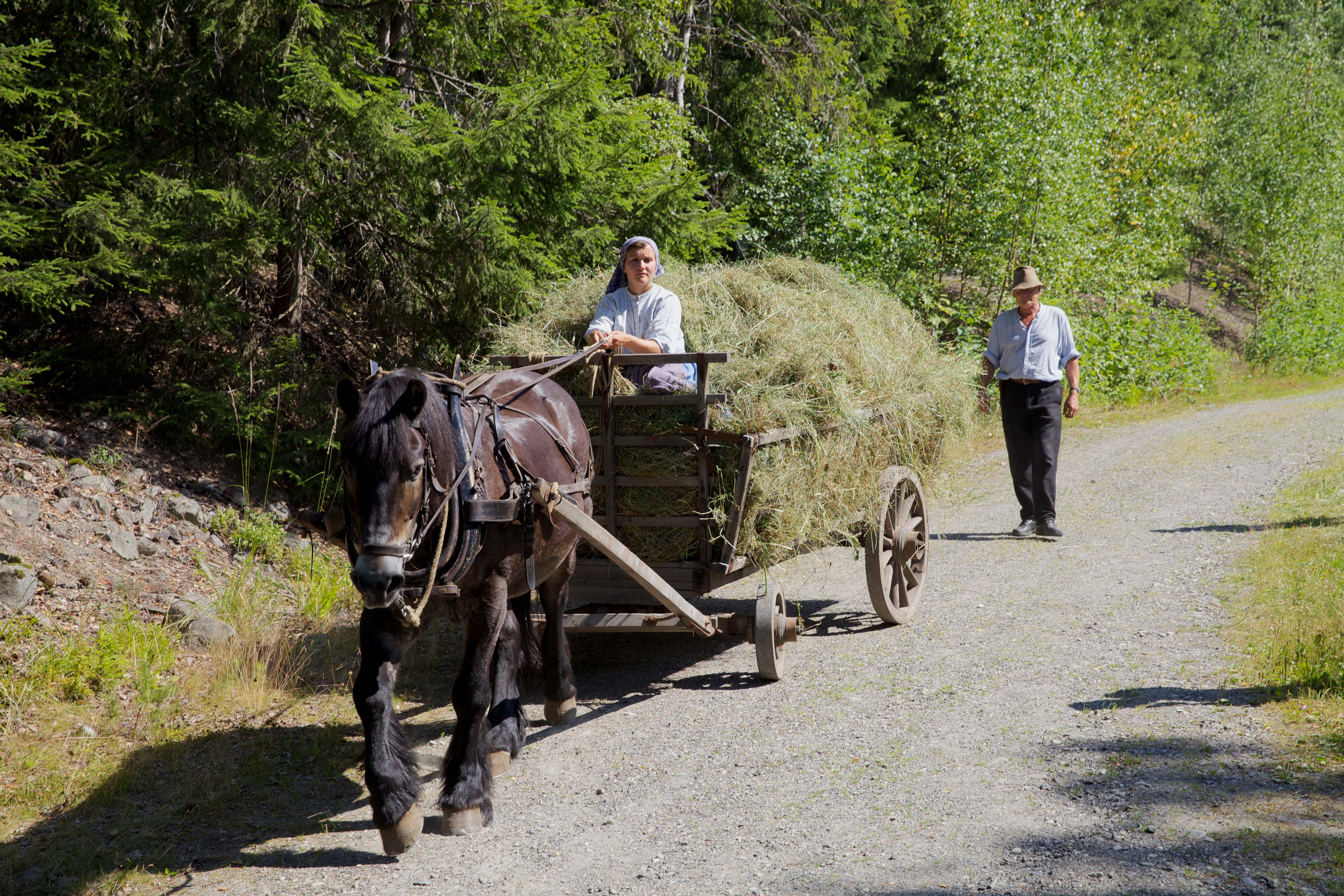 Maihaugen, Lillehammer: høykjøring med hest og kjerre.